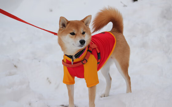 十二回合的刀锋对决，奥恰洛夫烈焰难撼中国长城