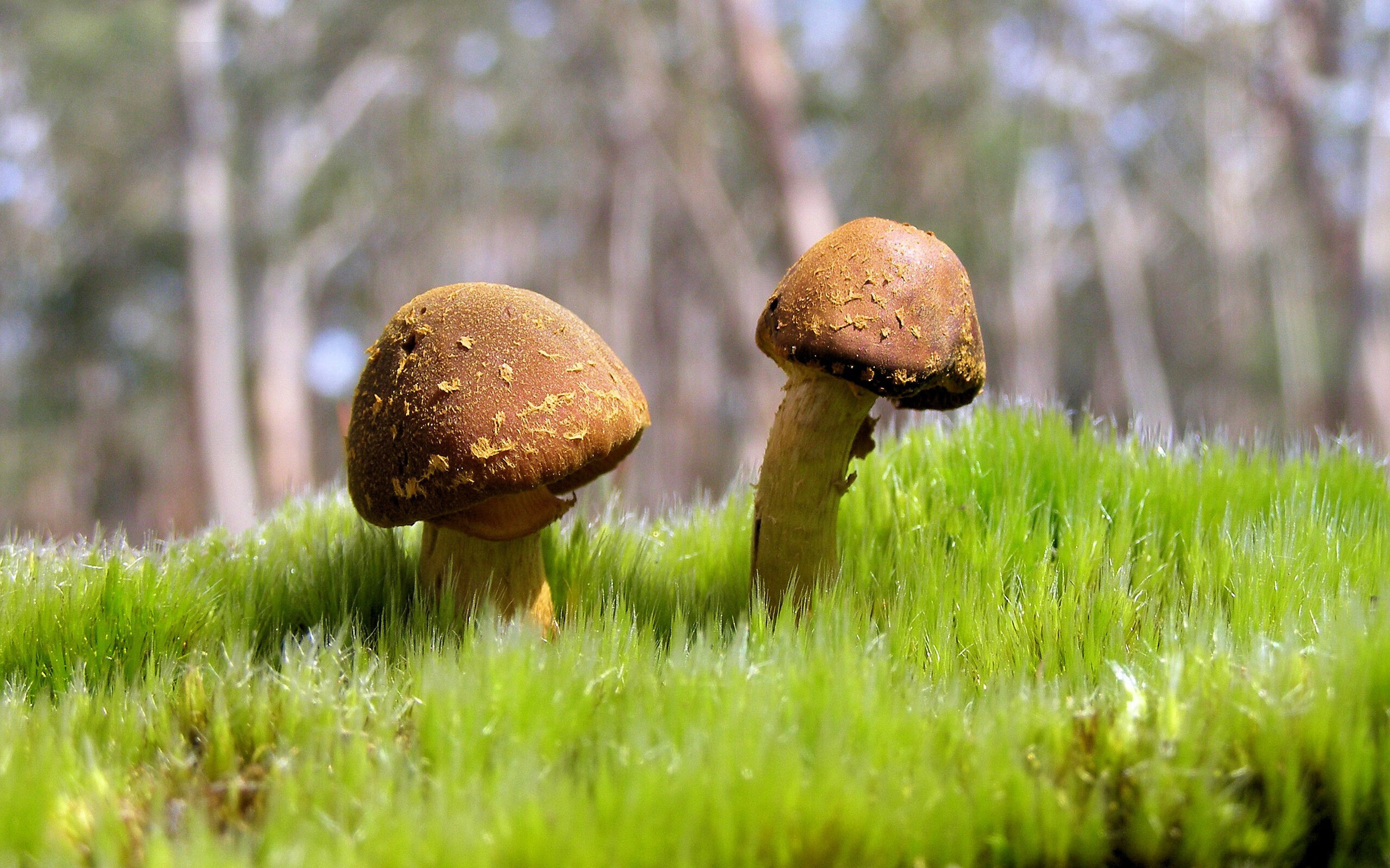 三狮军团轻取中国，若日尼奥式掌控惊艳温布利