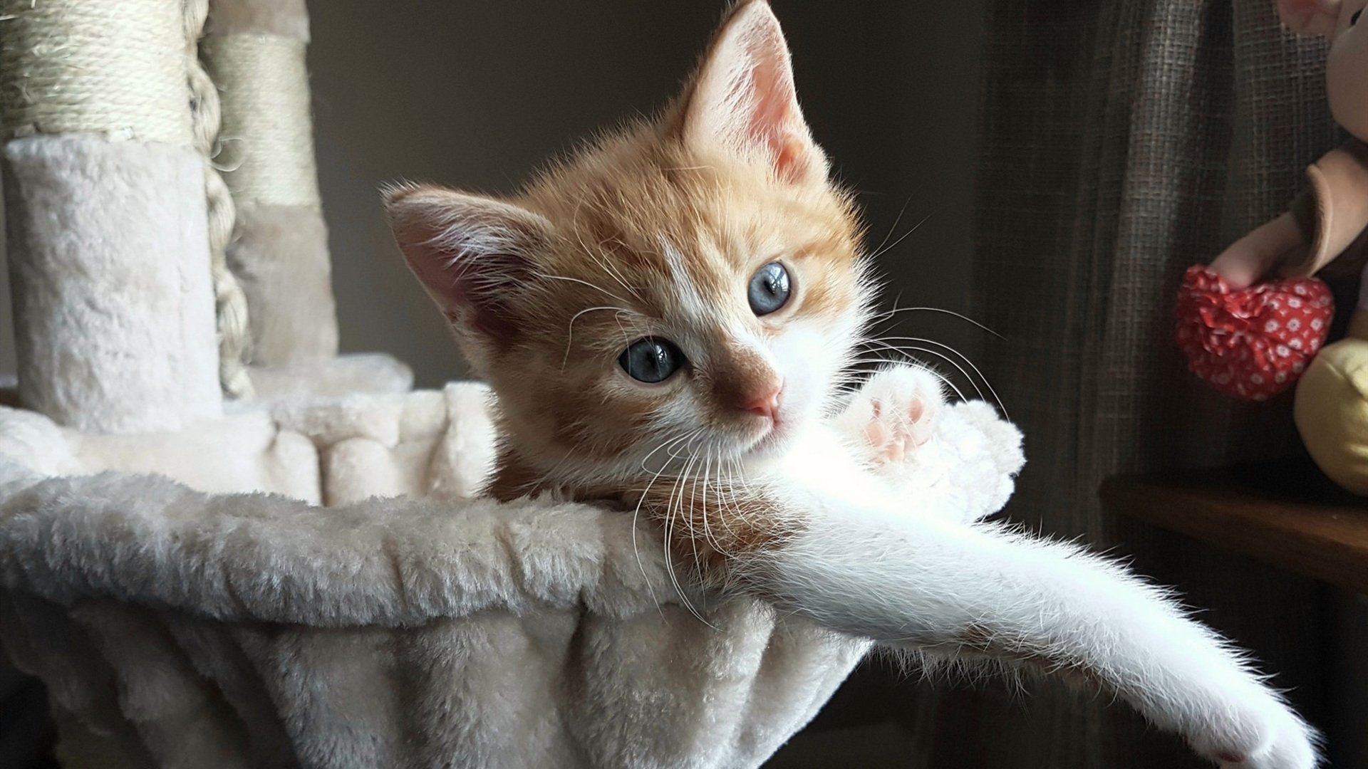 澳网,德约科维奇王冠上唯一不可撼动的明珠,为何墨尔本是他真正的试金石?