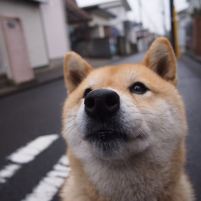 高墙与洪水,当库尔图瓦的叹息遇上澳大利亚的洪流
