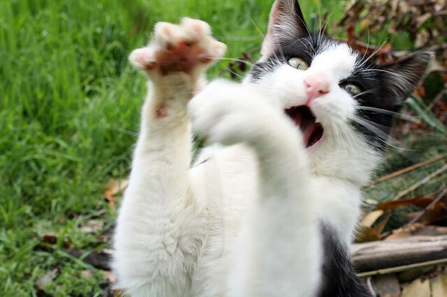 关键先生阿什拉夫连续得分，中国男篮力克澳大利亚终结连败