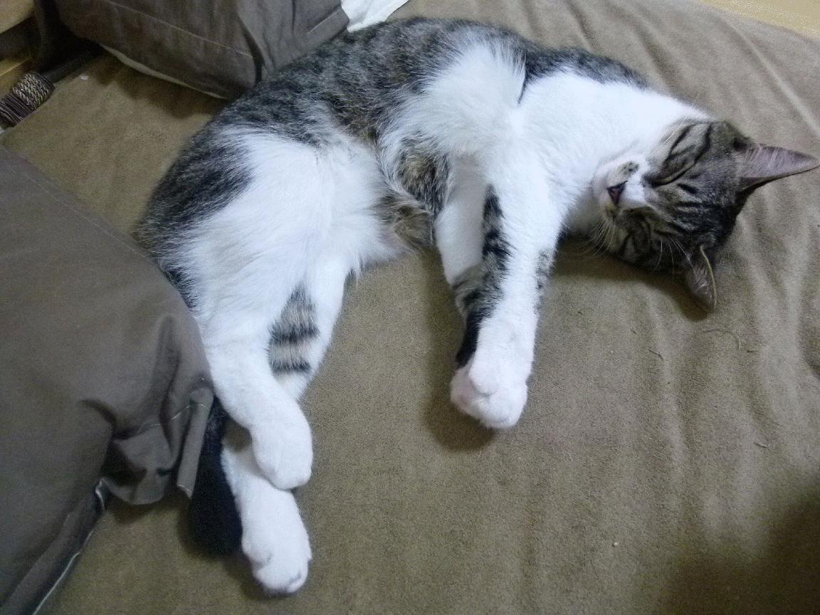 冰火对决,米切尔超级三双背后,吉林战术如何强行终结热火模式?