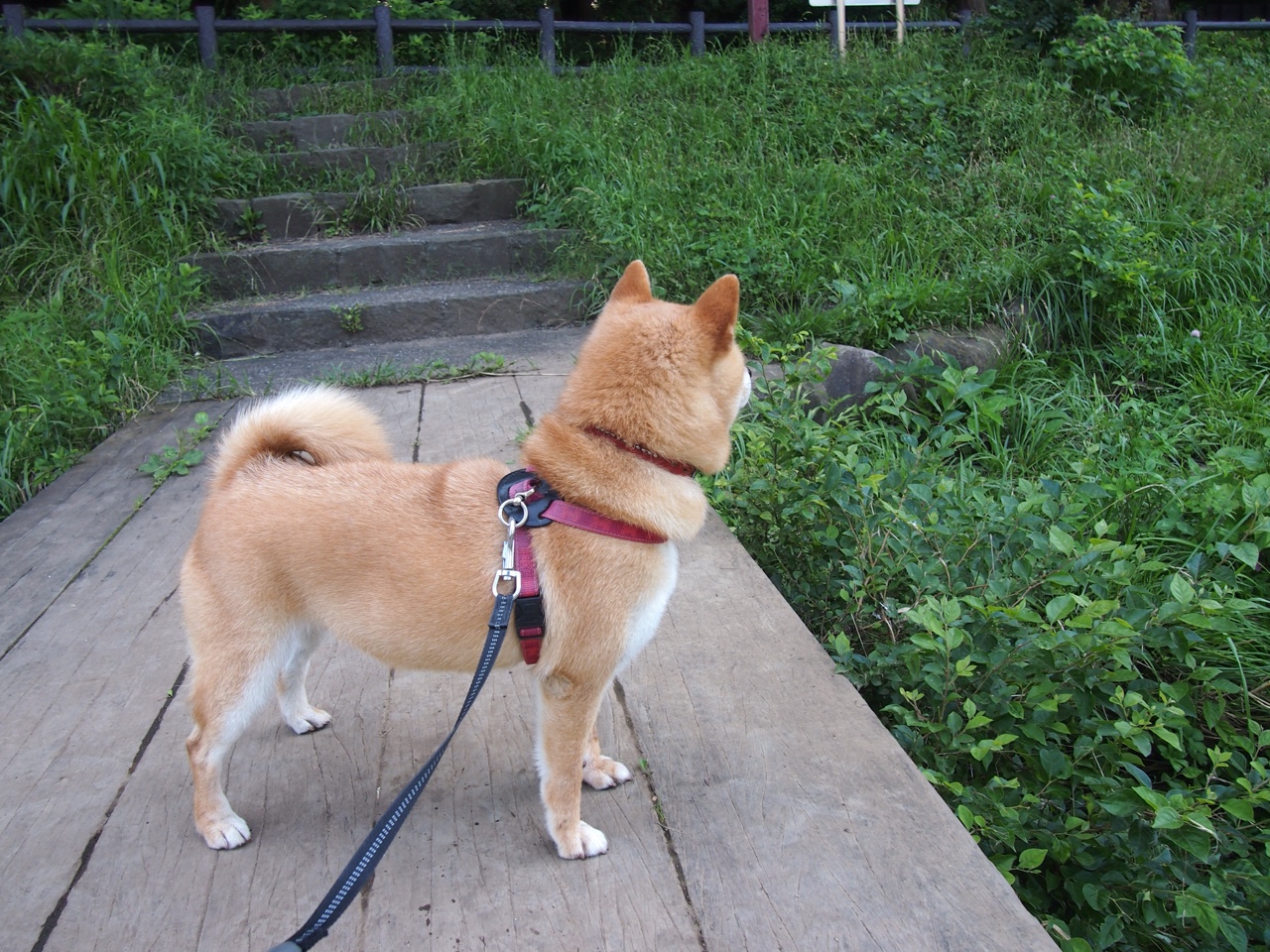 当金色风暴遇见枫叶旗帜，现代篮球的双面终结艺术