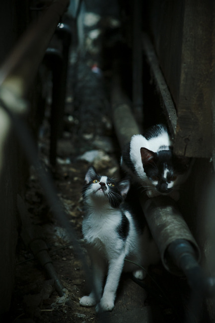 灵魂附体?辽宁广厦大战,这场的哈登竟在CBA!