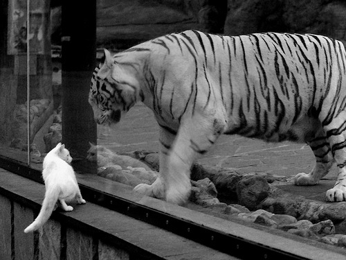 孤胆与铁蹄，C罗的绝望统治与摩洛哥的团队足球反攻