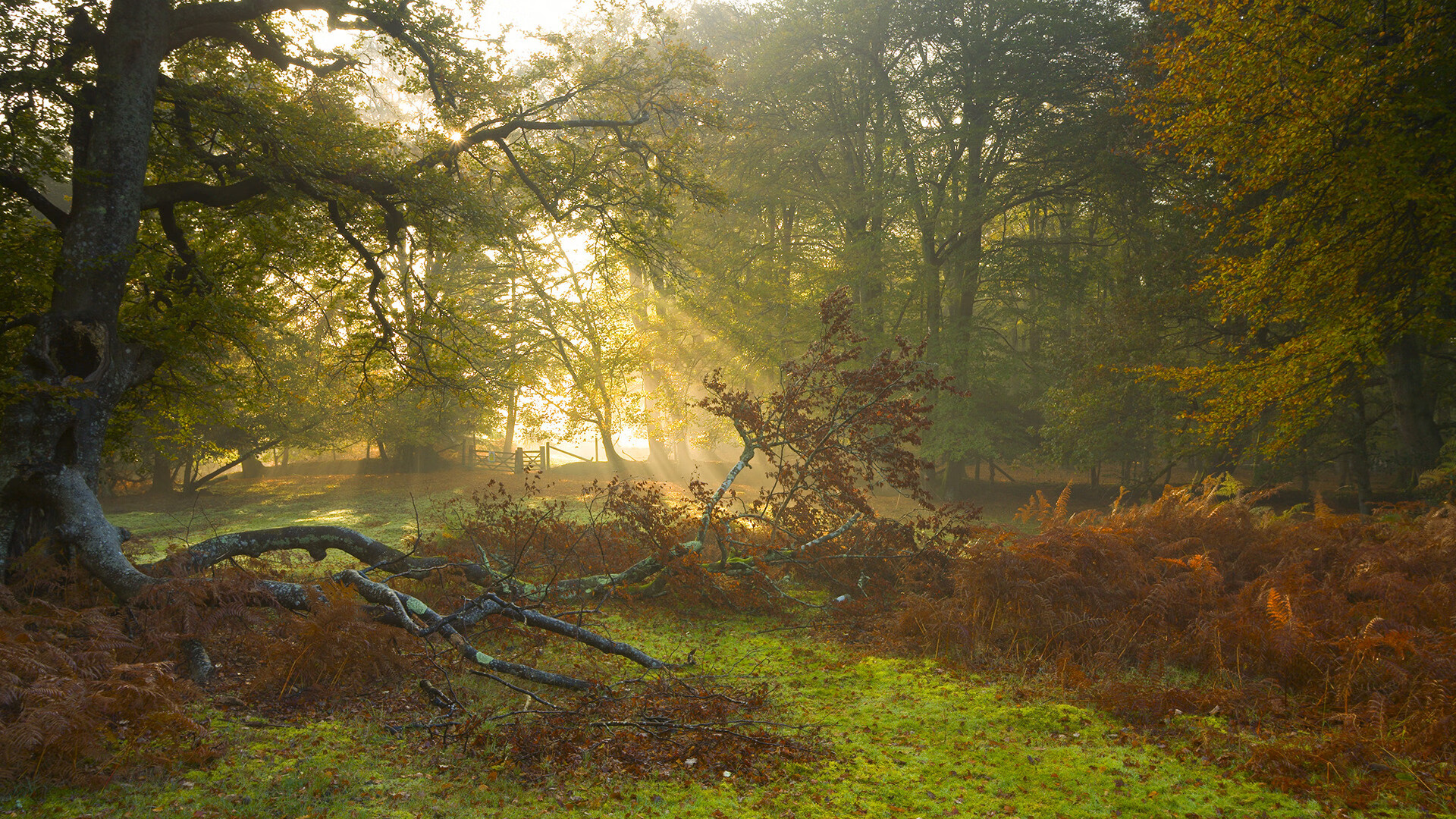 冰火两重天,字母哥的碾压与森林狼的逆袭