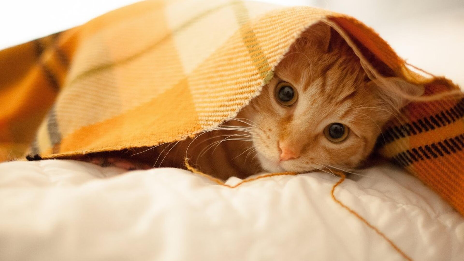 错位战神,世界杯预选赛上演地理谜题,卢卡库如何成为澳新对决的关键先生?