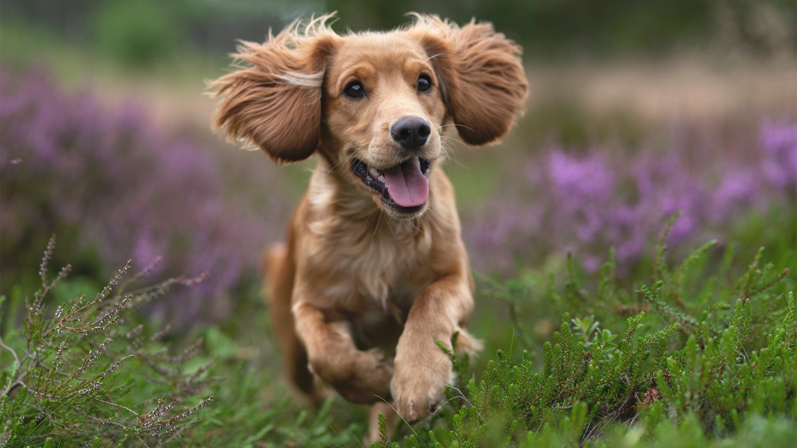 铁蹄与犄角的碰撞，世界排名争夺焦点战，辽宁队如何收割公牛