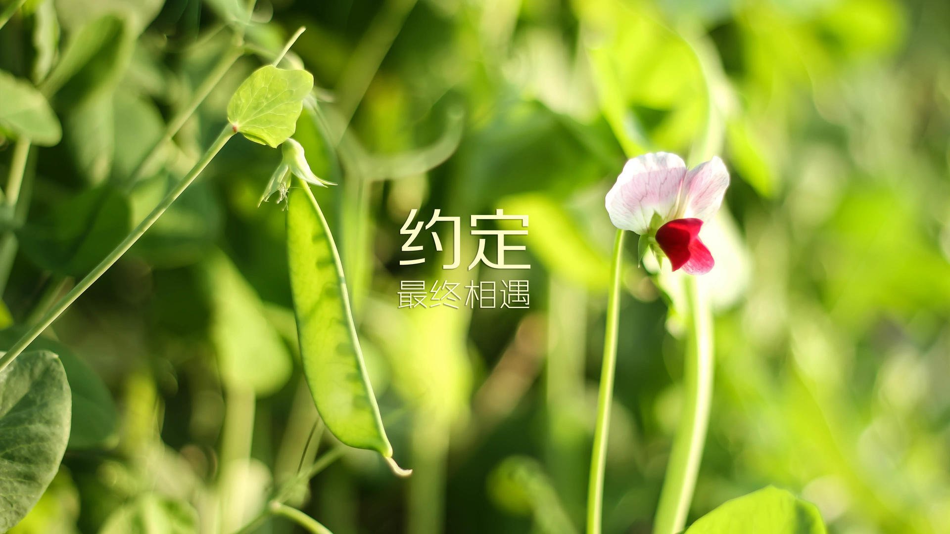 郁金香绽放布加勒斯特，阿诺德的防守反击艺术，如何在2026世界杯D组关键战中完胜罗马尼亚